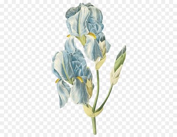 Botanical illustration Printmaking Botany Flower Art - Antique jewelry Antique pattern cartoon creative 