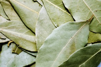 Botanical leaves, nature. Free public | Free Photo - rawpixel