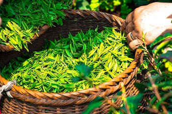 Botanical nature & plant leaves. | Free Photo - rawpixel