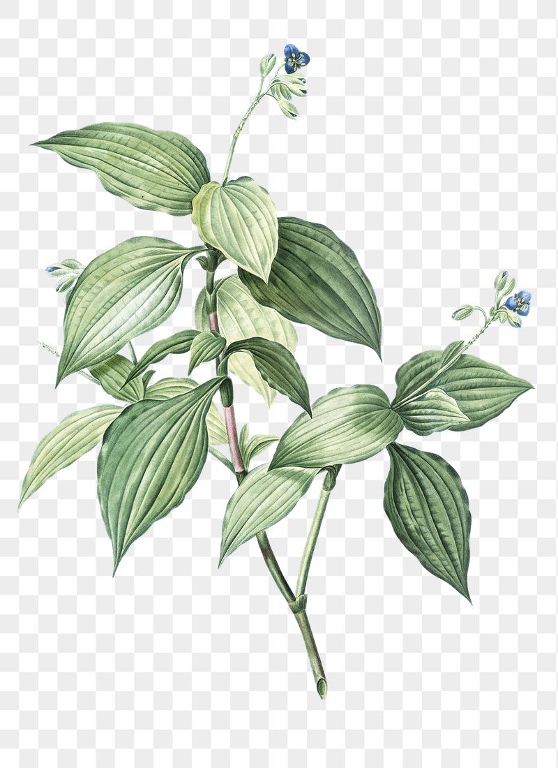 Botanical png illustration, Tradescantia Erecta | Free PNG - rawpixel