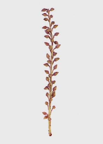 Botanical poster, flower buds, nature | Free Photo - rawpixel
