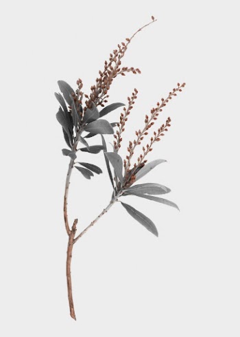 Botanical poster, greige flower, nature | Free Photo - rawpixel