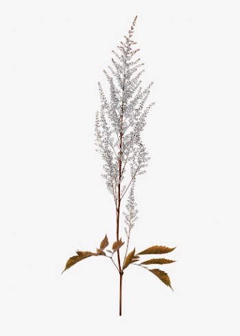 Botanical poster, greige leaves, nature | Free Photo - rawpixel