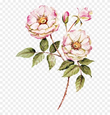 Botanical Wild Rose - Botanical Roses