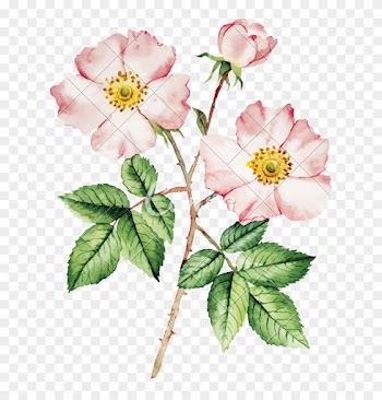 Botanical Wild Rose Flower Watercolor - Rose Bush Watercolor