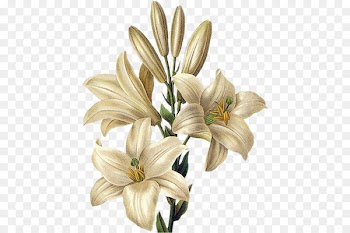 Botany Botanical illustration Lilium 'Stargazer' Tiger lily Drawing - flower 