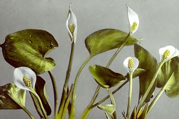 Botany flowers | Free Photo - rawpixel