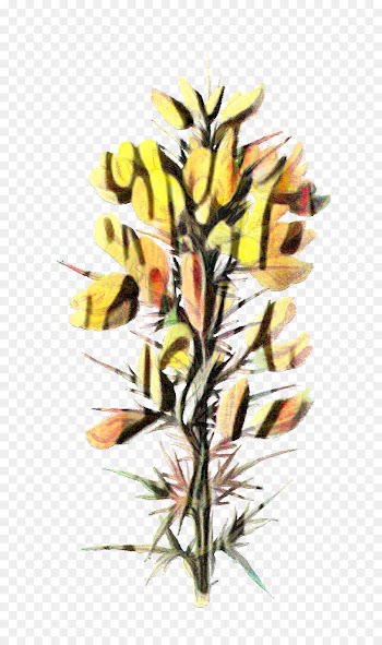Botany, Gorse, Wildflower, Plant, Flower PNG
