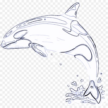 bottlenose dolphin dolphin line art marine mammal cetacea