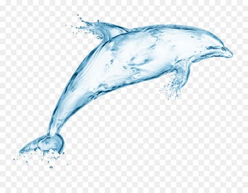 Bottlenose dolphin Whale Marine mammal - Water dolphins 