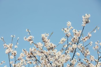 Bottom Framed Cherry Blossom Tree