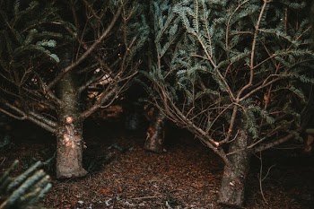 Bottom Of Pine Trees Resting On Each Other
