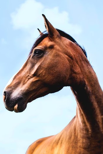 bottom-view of brown horse outdoor during daytime