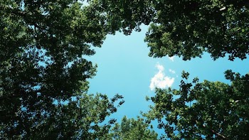 bottom view of sunlight over green trees