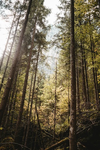 Bottom View Photo of Forest