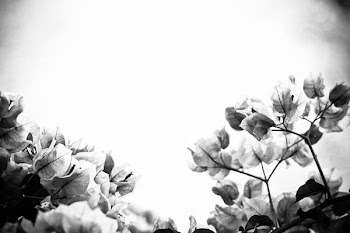 bougainvillea bw-1.jpg