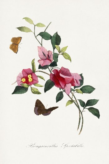 Bougainvillea flower painting, Le Jardin | Free Photo Illustration - rawpixel