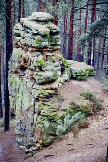 Boulder in Forest