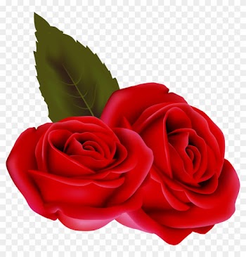 Bouqet De Roses Rosa Fleur Rouge Passion St Valentin - Rose Rouge Fond Transparent