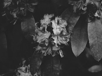 Bouquet of Flowers