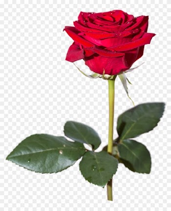 Bouquet Of Rose Flowers Download Png Image - Png Rose