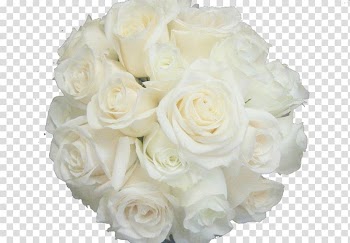 Bouquet of white petaled flowers, Garden roses Beach rose Centifolia roses Flower White, Bouquet of white roses background material transparent background PNG clipart