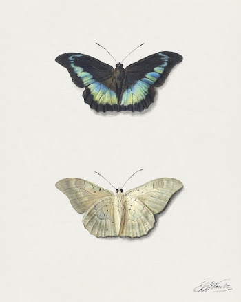 Boven- en onderaanzicht van een | Free Photo Illustration - rawpixel