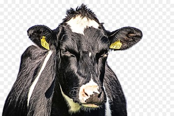 bovine dairy cow calf snout cow-goat family