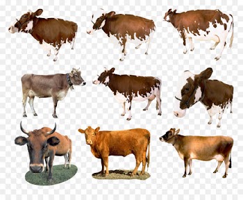 bovine herd calf cow-goat family dairy cow