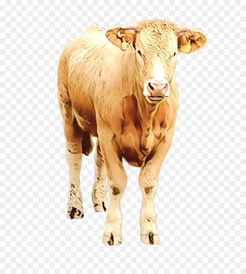 bovine horn calf cow-goat family livestock
