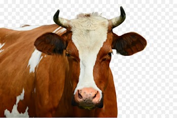 bovine horn dairy cow snout livestock