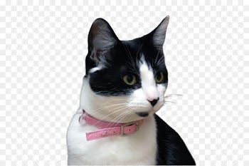 Bow tie