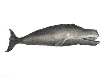 Bowhead Whale Original Antique Ocean Marine M.. | Free stock vector - 471428