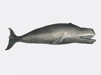 Bowhead Whale Original Antique Ocean Marine M.. | Free stock vector - 471441