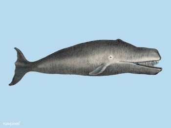 Bowhead Whale Original Antique Ocean Marine M.. | Free stock vector - 471461