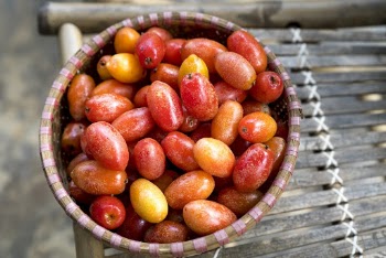 Bowl of Tomatoes