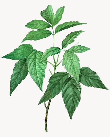 Box elder plant | Free stock vector - 568496