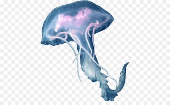 Box jellyfish Lion's mane jellyfish - others 