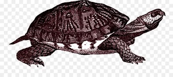 Box turtle Common snapping turtle Clip art - turtle 