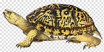 Box Turtle Image