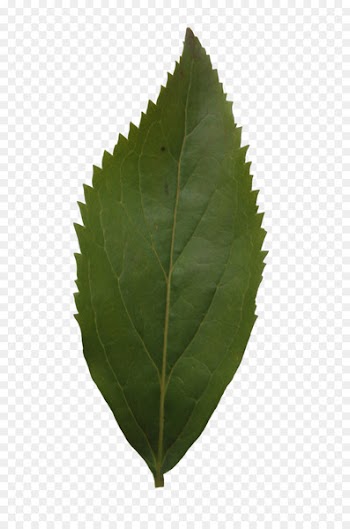 Boxelder maple Leaf Red maple Tree - leaves 