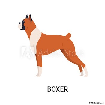 Boxer