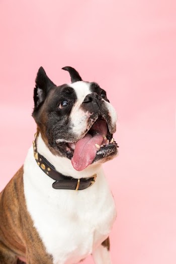 Boxer Dog