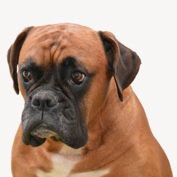 Boxer dog collage element psd | Free PSD - rawpixel