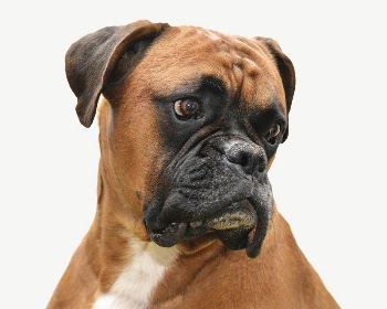 Boxer dog collage element psd | Free PSD - rawpixel