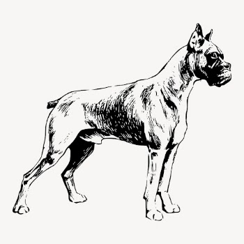 Boxer dog drawing clipart, vintage | Free Vector - rawpixel