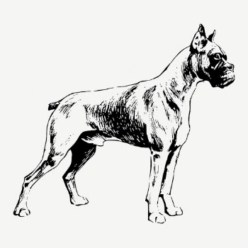 Boxer dog drawing, vintage illustration | Free PSD - rawpixel