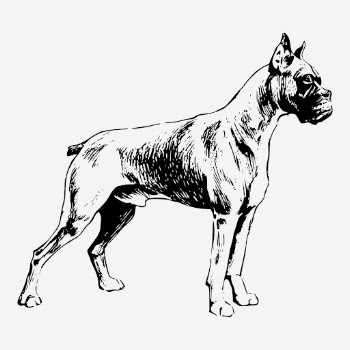 Boxer dog hand drawn illustration. | Free Photo - rawpixel