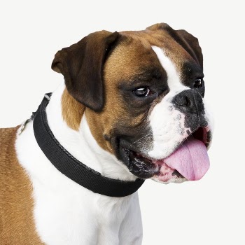 Boxer dog head collage element | Free PSD - rawpixel