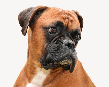 Boxer dog isolated image on white | Free Photo - rawpixel